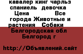  кавалер кинг чарльз спаниель -девочка › Цена ­ 45 000 - Все города Животные и растения » Собаки   . Белгородская обл.,Белгород г.